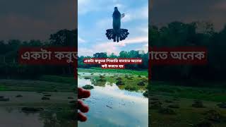 কবুতর | শিকারি কবুতর | পোষা কবুতর