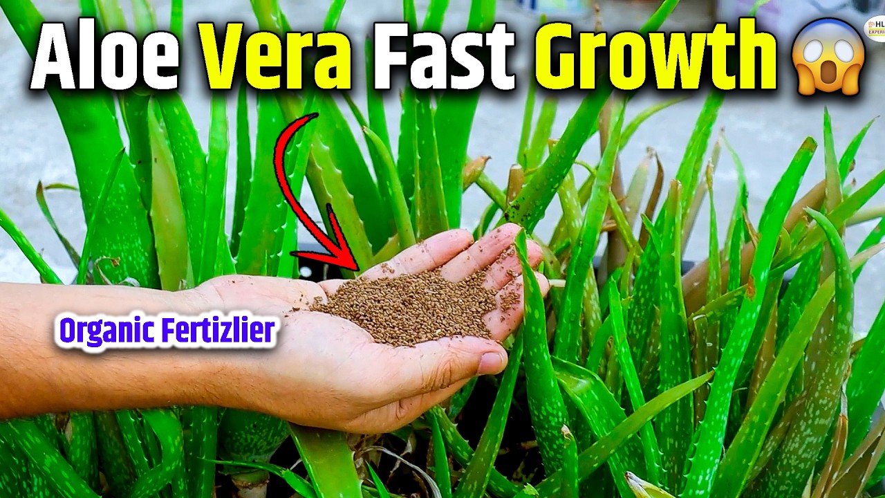 Aloe Vera Ko Tezi Se Grow Karne Ka Best Natural Fertilizer | 100% Organic