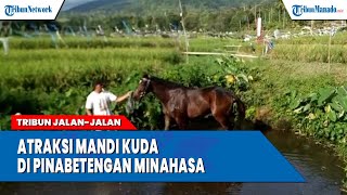 Atraksi Mandi Kuda di Pinabetengan Minahasa,  Kolam Jernih dari Mata Air Gunung Soputan