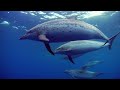 Exploring Americas first Whale Heritage Site, Dana Point, California - Wild Guardians