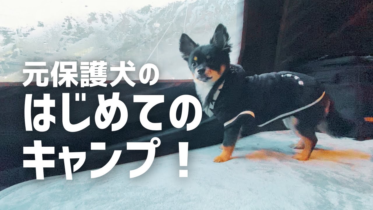 【五ケ山ベースキャンプ紹介】元保護犬はじめてのキャンプへ！