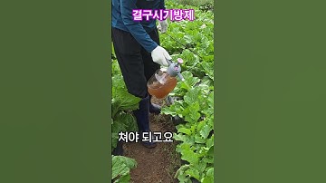 결구시기 방제 #진딧물청벌레달뱅이방제