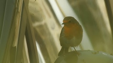 Robin attacking his reflection