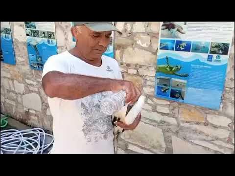 Aydın Söke’de yavru leylek için seferberlik