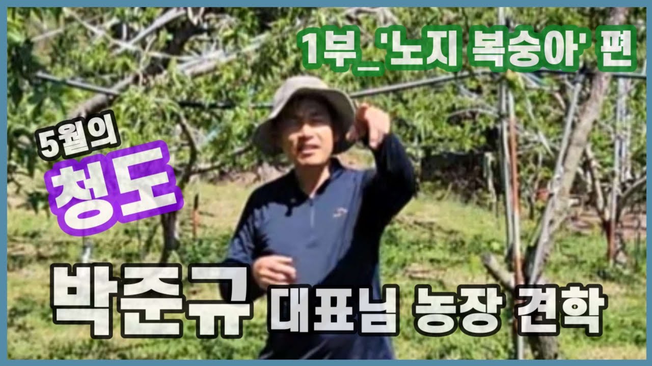박준규 대표님 노지 복숭아 과수원 견학편_2025년5월_세종시 조치원복수아연구회 1/2