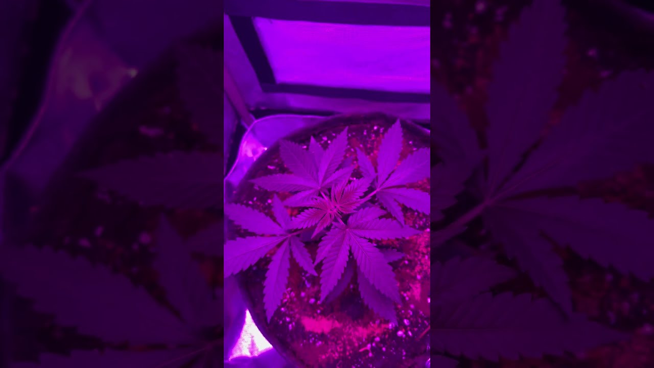 Tag 30 Brokkoli im endtopf 🥦 #chill #brokkoli #legal #growth # ...