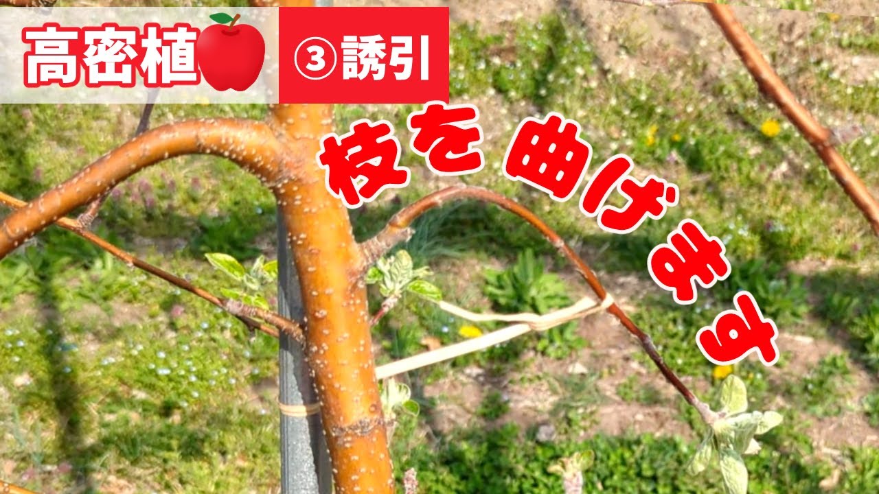 3【高密植りんご】1年目 若い枝の誘引方法【詳細】