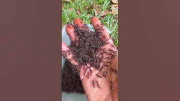 Thumbnail of Brave boy is bitten by fire ants so cool #shorts