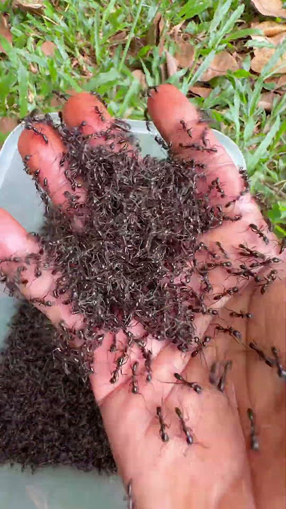 Brave boy is bitten by fire ants so cool #shorts