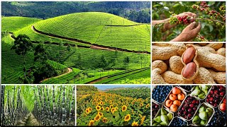 Food Crops Other Than Grains Sugarcane, Oilseeds, Groundnuts, Tea, Coffee And Horticultural Crops