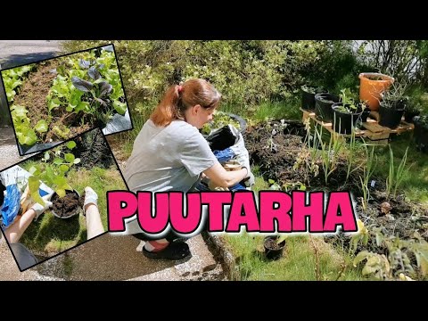 Video: Puutarhapiikki