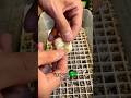 The one egg clutch hatched! #molinarosnakelab #shortvideos #childrenspython #python #snakebreeding