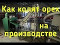 Как раскалывают грецкий орех на  производстве? Обзор орехокола Эталон. Walnut cracking machine..