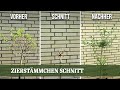 Zierstämmchen richtig zurückschneiden - für eine buschige Krone