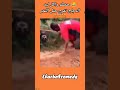 هههههه حصلو واكل ليه الدجاج هادي هيا الحصلة ديال الكلاب متابعة يوصلك ديما الحماق بلا وراق Comedy 