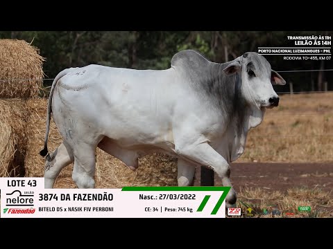 LOTE 43