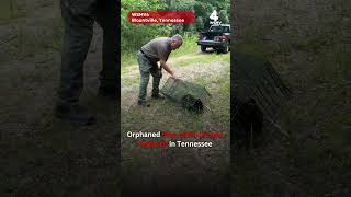 Orphaned bear cubs rescued, released in Tennessee