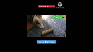 Lhasa Apso Puppy Barking and Playing #shorts #dog #puppy