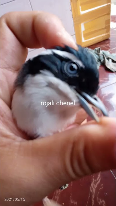 pentet kembang gacor || akhirnya jinak #pentet#pentetkembang#pentetjatim