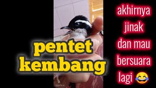 Pentet Kembang Gacor  Akhirnya Jinak pentetpentetkembangpentetjatim