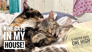 This is what it’s like to have 5 cats in your bed! by HeyThere 182 views 1 year ago 12 minutes, 14 seconds