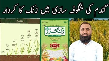 How to increase tillering in wheat | Role of zinc in tillering of wheat Bilal Kanju Official