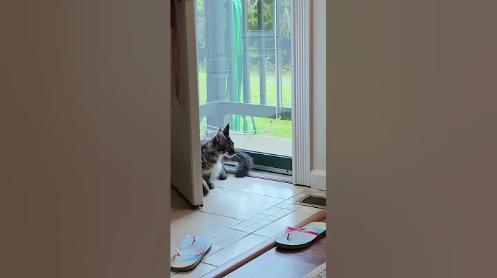 Watch the video about Maine coon kitten chasing a fly 17 weeks old