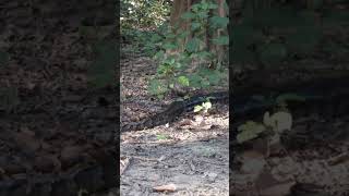 big size of #Burmese #python #jim_corbett national park wildlife feb 2026
