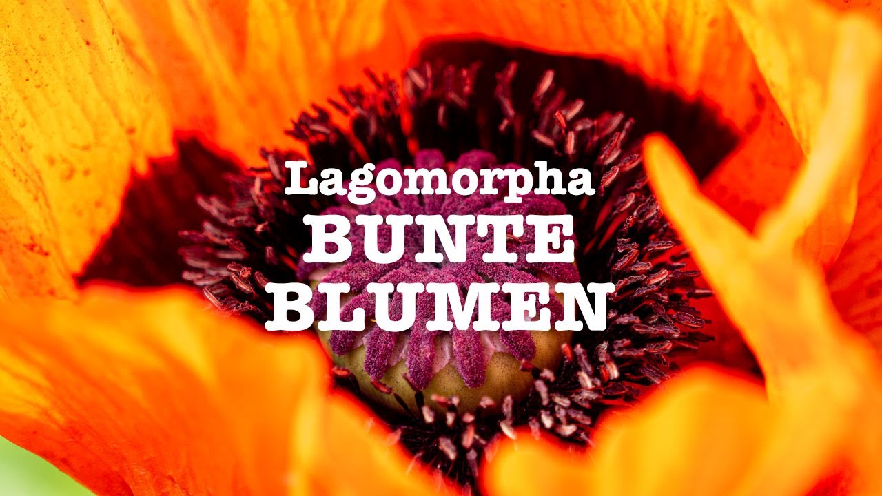 Watch Melodic Electronic Music 2019: "Bunte Blumen" by Lagomorpha on YouTube Watch Melodic Electronic Music 2019: "Bunte Blumen" by Lagomorpha on YouTube