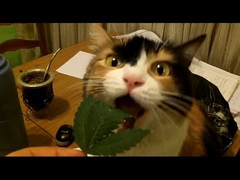 Cat eating weed / Cannabis Cat / La Gatita Marihuana (Funny Video!)