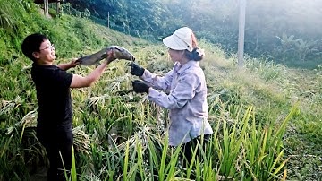 Thanh helped Yen Chi harvest and accidentally caught a big fish in the field