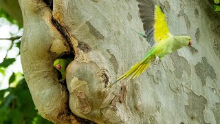 Parrot Sounds Videos | Tanishu Singh Miniature /@TanishuSinghMiniature