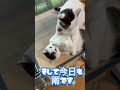雨です☔家の中で外ばかり見ているびびちょぱ #びびちょぱ #cats #クサガメ #猫