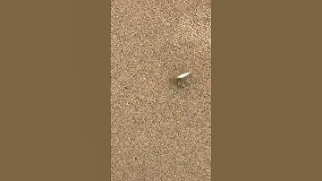 Thumbnail of Chicago beach