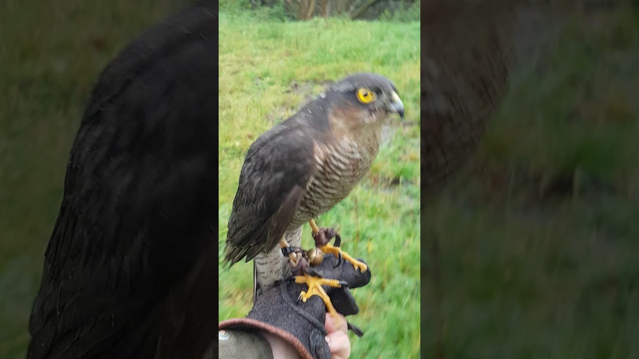 Falconry- hunting teal with a sparrowhawk