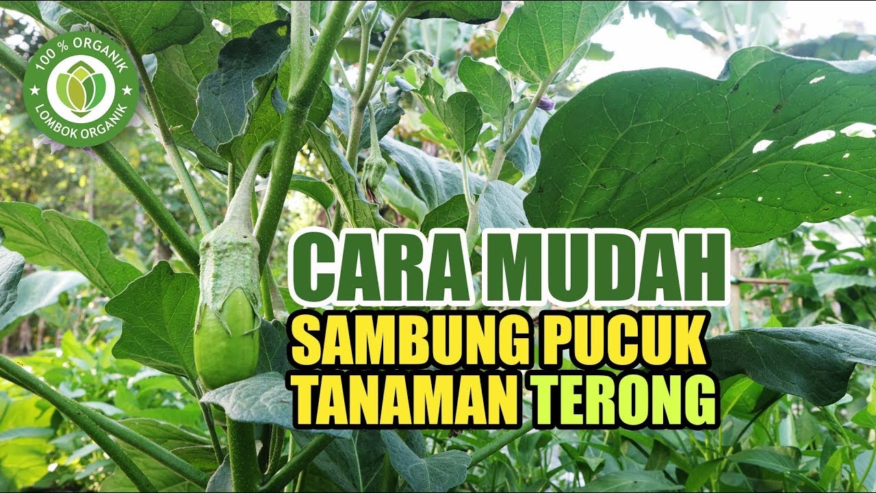 Cara Mudah Sambung Pucuk Terong, Cepat berbuah, Terong Pipit & Terong Panjang Hijau