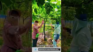 Efficient Grape Spraying Tool for Vineyard Farming #tools