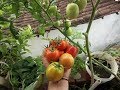 Como plantar tomate da forma mais fácil do mundo/How to plant tomatoes the easiest way in the world