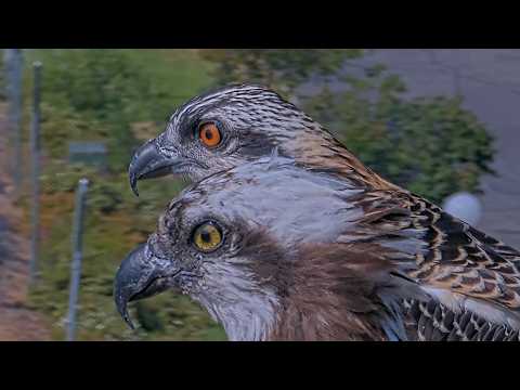 Wensi and Iris Glamour Shot On Hellgate Osprey Cam | August 4, 2026