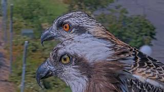 Wensi and Iris Glamour Shot On Hellgate Osprey Cam | August 4, 2026