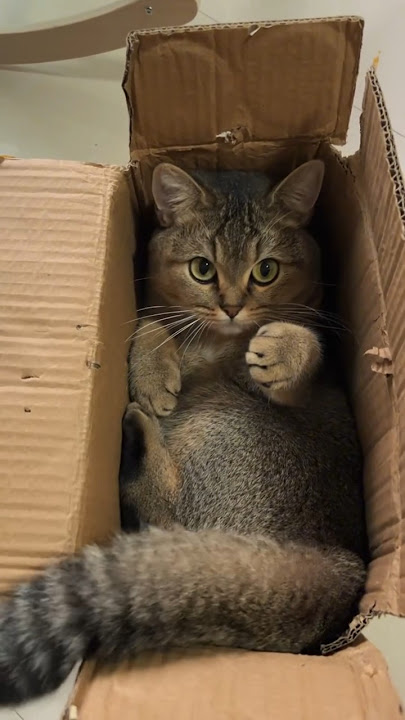 REAKSI KUCING DIOMELIN SAMA MAJIKAN