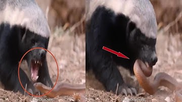 TOP 15 Moments When Snakes Messed With The Wrong Opponents