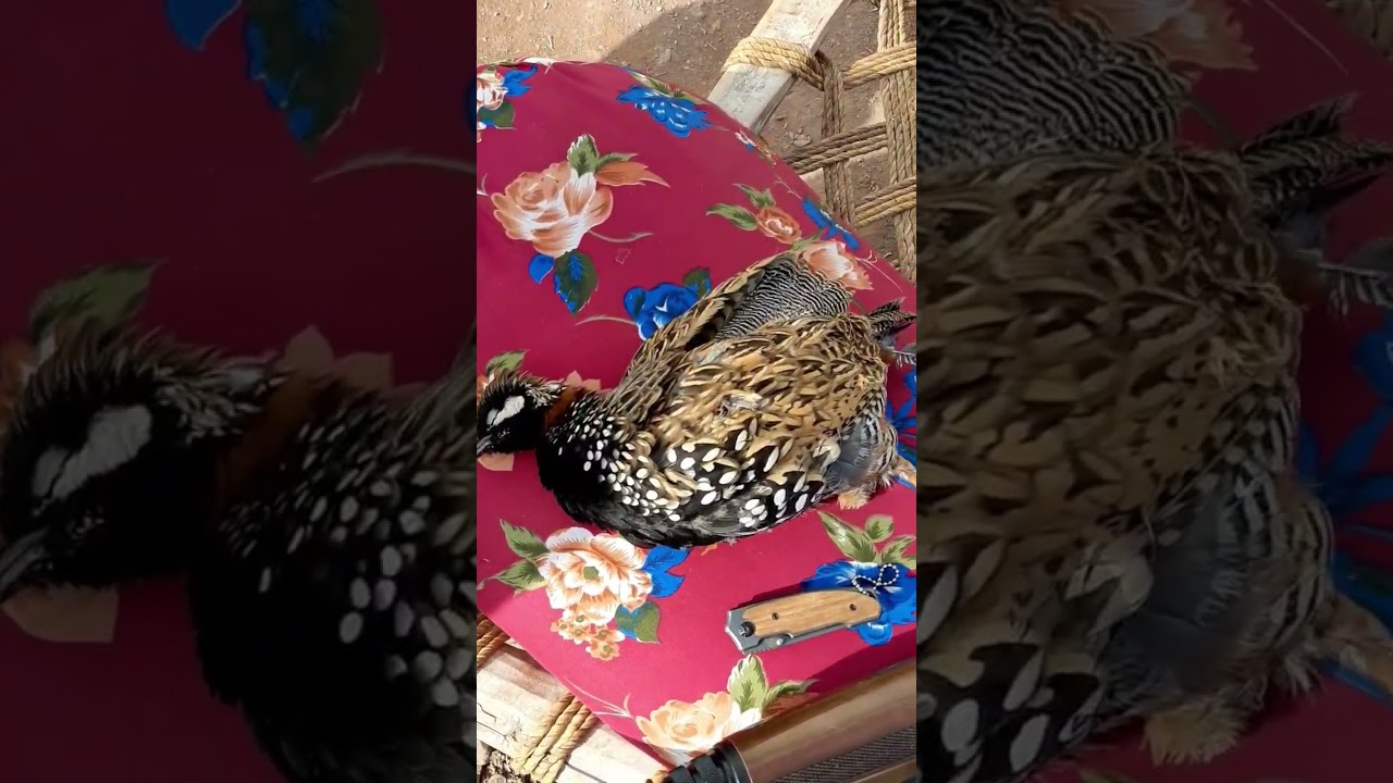 Black partridge hunting by KRAL A12 SHOTGUN