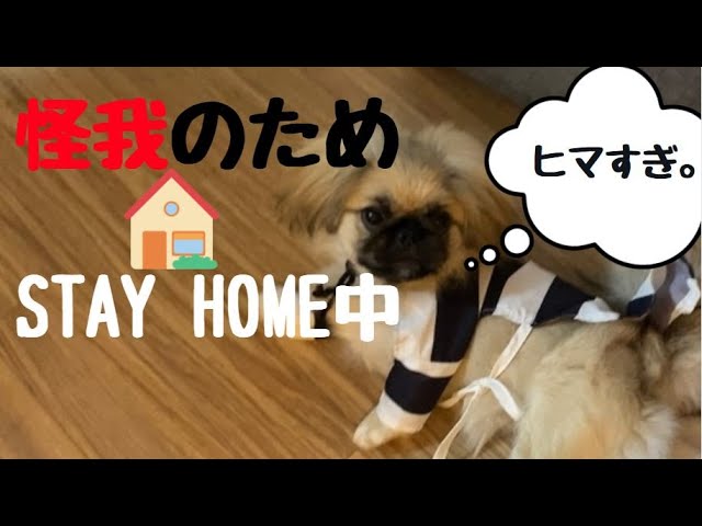 怪我が治るまでstay Home たまごの日常 Everyday Life Tamago Dog ペキニーズ Pekingese ペキニーズ子犬 Stayhome 犬 怪我 Youtube
