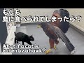 もしも鷹に食べられてしまったら？鷹に食べられた動物はどうなる？ゆっくり説明