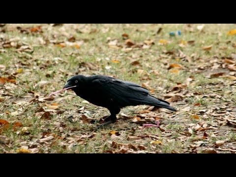 Science in Action: Crows' Causal Reasoning | California Academy of Sciences