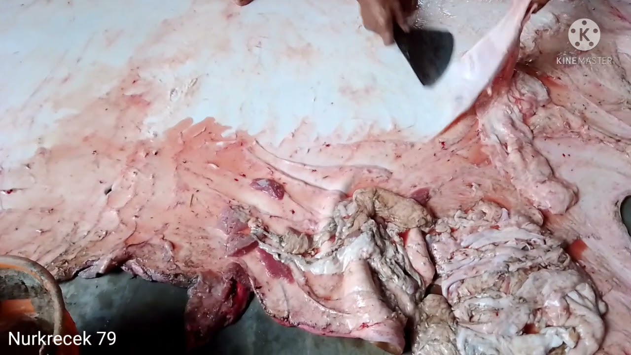 PENGALAMAN YANG HARUS DIMILIKI DALAM MENYAYAT KULIT SAPI.