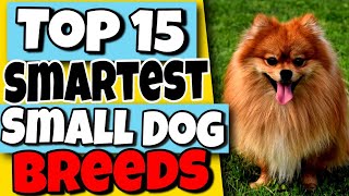 Top 15 Smartest Small Dog Breeds  Surprisingly Intelligent Small Dogs