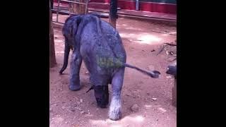 Disabled Baby Elephant | 障害のある象の赤ちゃん | Elephant | Wildlife | Wild Animals | Baby Elephant #Shorts