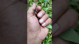 the largest shiny beetle I have ever found of its kind #insects #nature #beautifulinsects 2